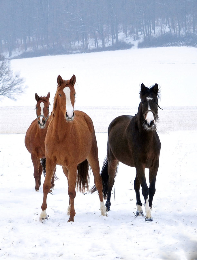 Unsere jungen Stuten auf der Feldweide 31.01.2026 - Foto: Beate Langels