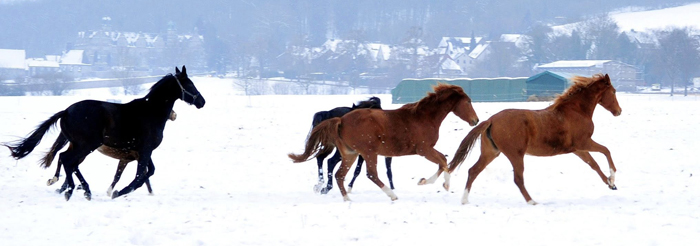 Unsere jungen Stuten auf der Feldweide 31.01.2026 - Foto: Beate Langels