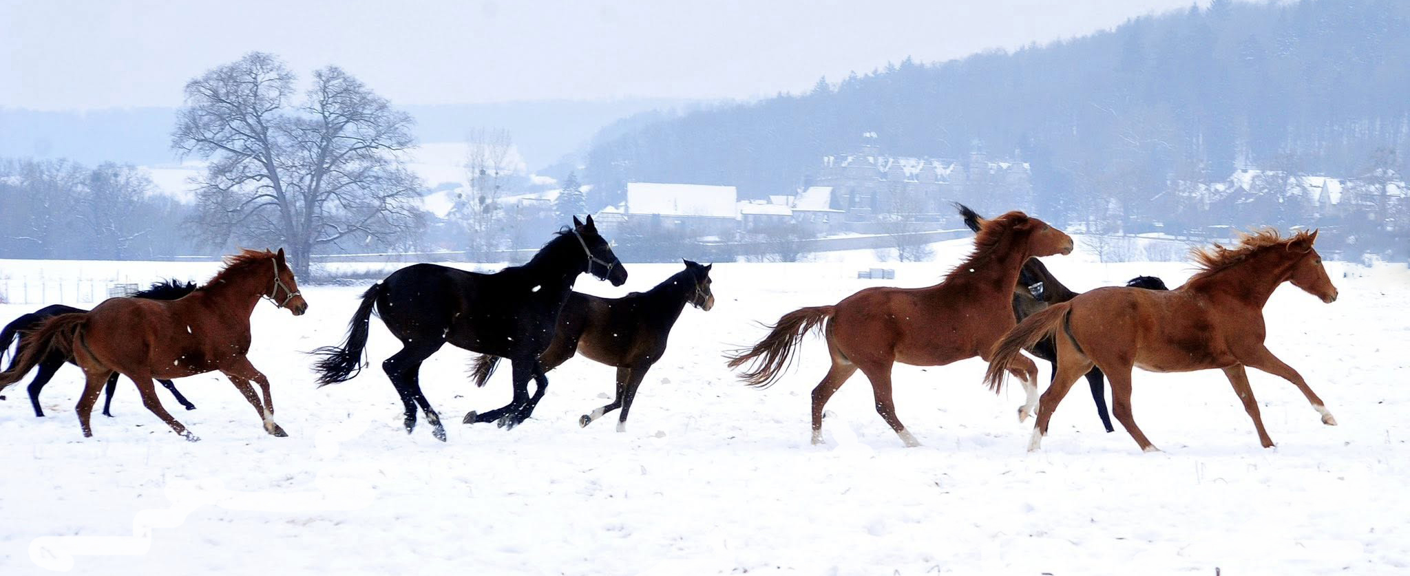 Impressionen - Januar 2026 - Trakehner Gest�t H�melschenburg  - Foto: Beate Langels