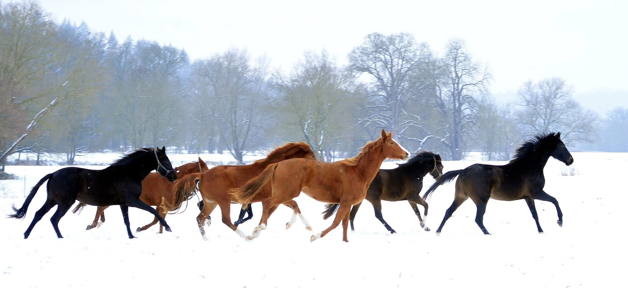 Unsere jungen Stuten auf der Feldweide 31.01.2026 - Foto: Beate Langels