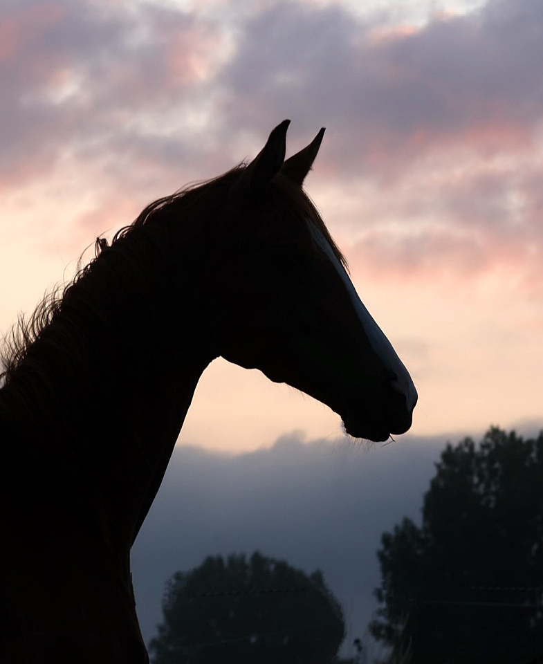 Impressionen - Juli 2025 - Trakehner Gestt Hmelschenburg  - Foto: Beate Langels