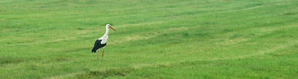 Ein Schplitzer Storch, Foto: Beate Langels