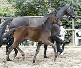 Filly by Summertime - Guter Stern