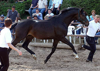 2year old Trakehner by Gribaldi out of Pr.St. Schwalbenspiel by Exclusiv
