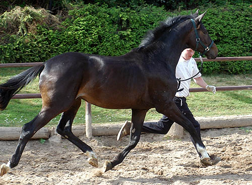 2year old Trakehner by Gribaldi out of Elite and Premiummare Schwalbenspiel by Exclusiv