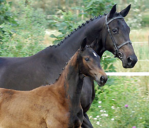 Elitemare Sacre Noir by Kostolany with her filly by Exclusiv