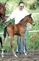 Bernd Oldenburger and his Filly by Showmaster