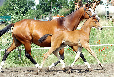 Grazia Patricia by Alter Fritz with her colt by Shavalou