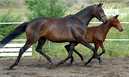 Premiummare Sacre du Printemps with her filly by Summertime
