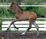 Filly by Songline x Exclusiv