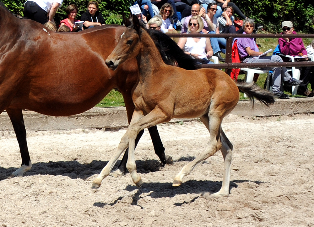 Bay Filly of Idealerweise out of Giulietta by Saint Cyr - Red Patrick xx - Foto Beate Langels