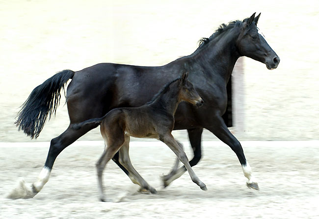 At the age of one day: Trakehner colt by Summertime out of Greta Garbo by Alter Fritz, Gestt Hmelschenburg - Beate Langels