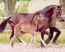 Filly by Alter Fritz out of Gloriette by Kostolany