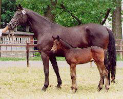 Filly by Freudenfest out of Agatha Christie by Showmaster