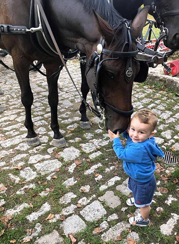 Der 4jährige Grand Cyr   im Trakehner Gestüt Hämelschenburg - Foto: privat