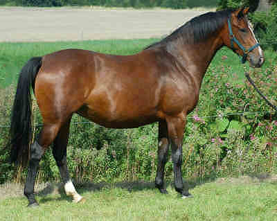 4-year old mare by Freudenfest - Sandro - Inschallah AA