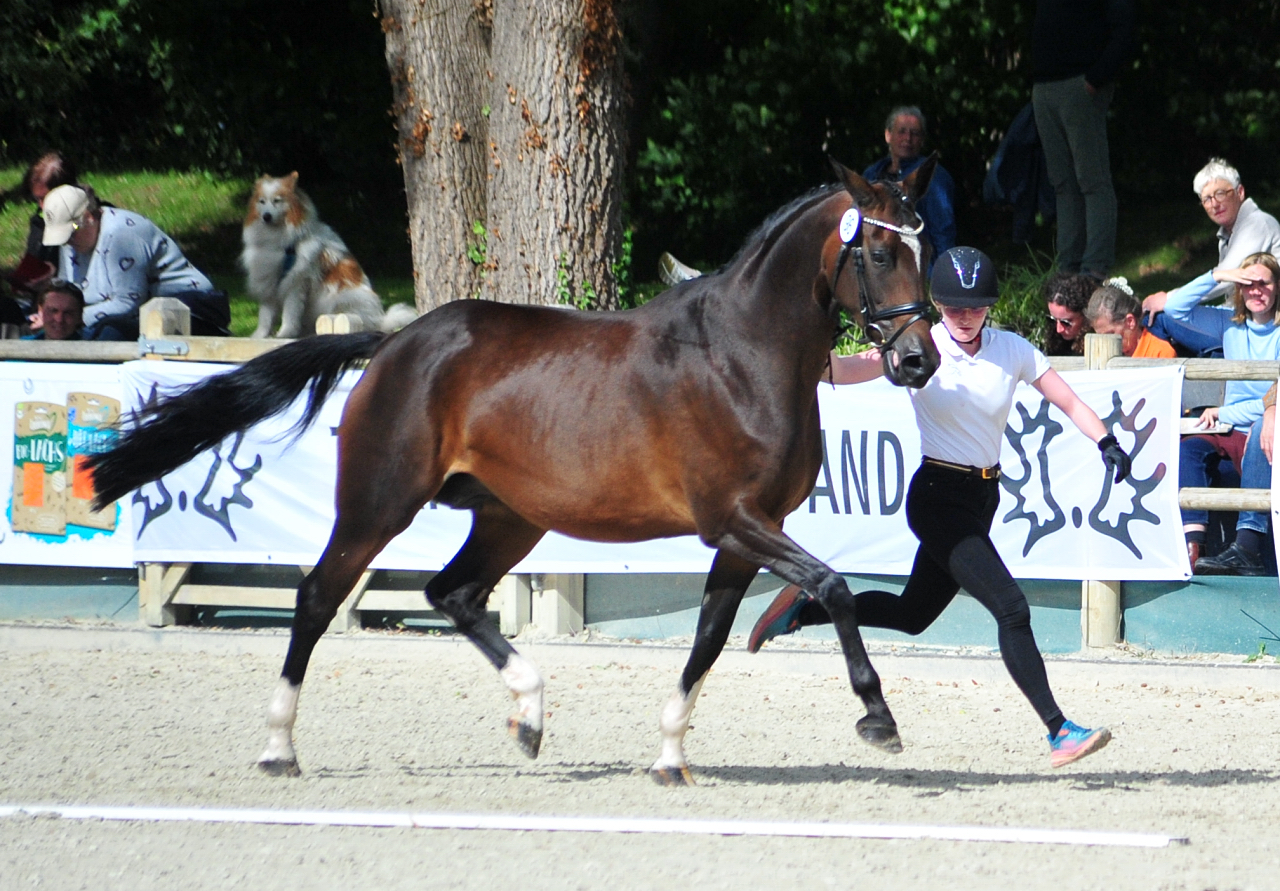 Trakehner Prmienstute GABBANA von High Motion u.d. Greta Garbo v. Alter Fritz, Gestt Hmelschenburg - Beate Langels, Foto: Beate Langels