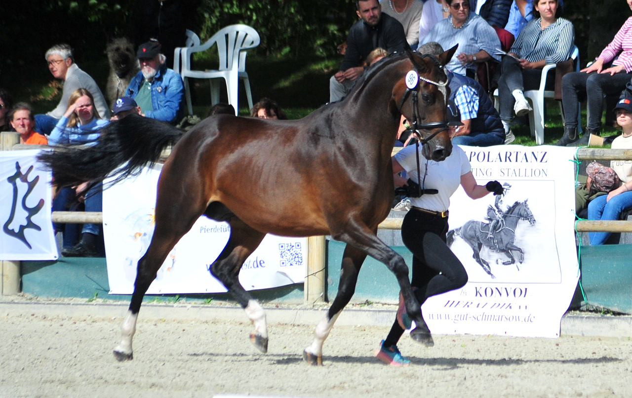 Gabbana - Trakehner Bundesstutenschau Kranichstein 2025 - Foto: Beate Langels - Trakehner Gestt Hmelschenburg