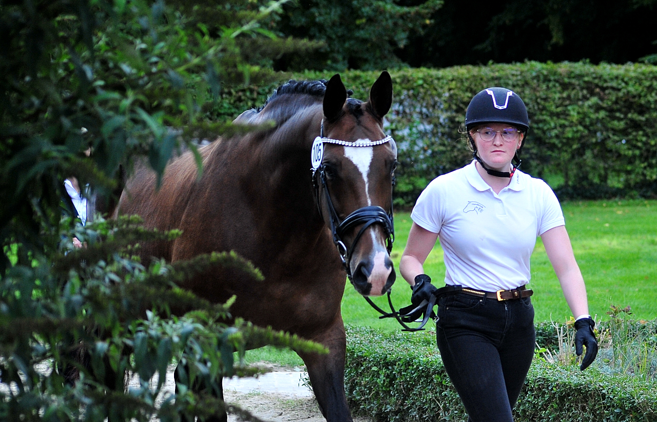 Tacyra - VII. Trakehner Bundesstutenschau Kranichstein 2025 - Foto: Beate Langels - Trakehner Gestt Hmelschenburg