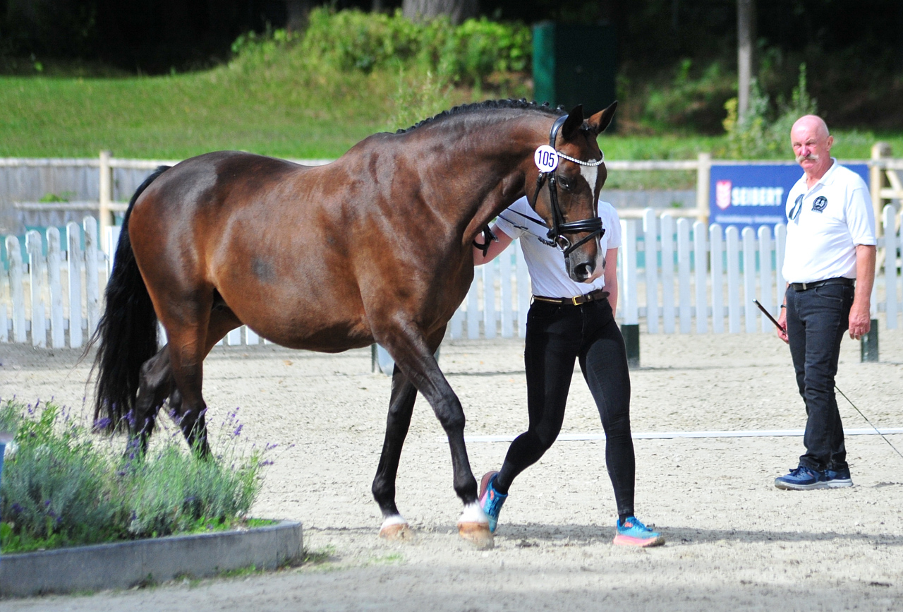 Tacyra - Trakehner Bundesstutenschau Kranichstein 2025 - Foto: Beate Langels - Trakehner Gestt Hmelschenburg