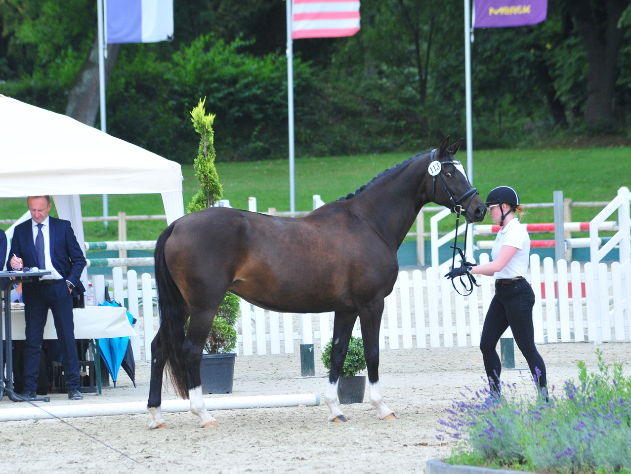 Glorya Gaynor Trakehner Bundesstutenschau Kranichstein 2025 - Foto: Beate Langels - Trakehner Gestt Hmelschenburg