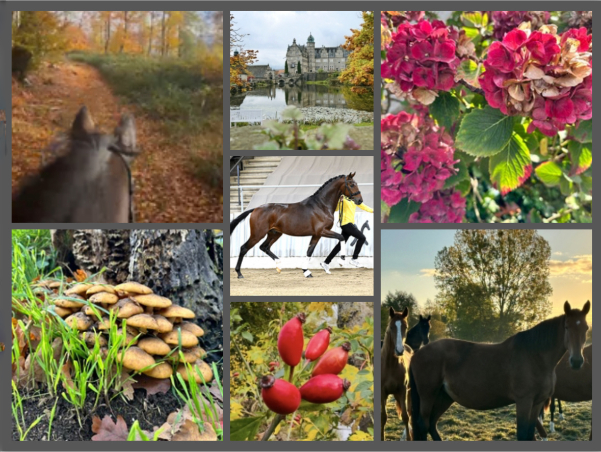 Hmelschenburger Impressionen im Oktober 2025 - Trakehner Gestt Hmelschenburg  - Foto: Beate Langels