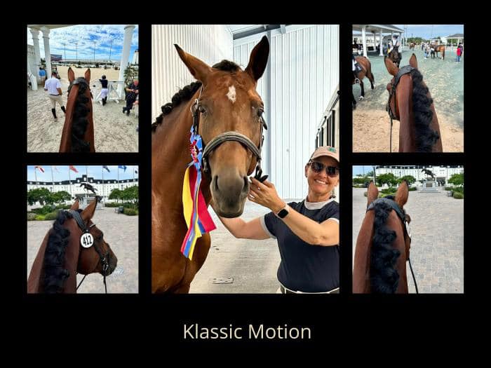 Trakehner Prmienhengst Klassic Motion von High Motion und Prmienstute Karida v. Oliver Twist - Freudenfest
