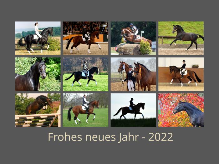 Unsere Hengstkollektion 2022 in Hämelschenburg  - Foto: Beate Langels - Trakehner Gestüt Hämelschenburg