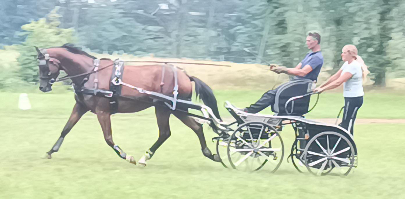 Qualifiziert fr die WM der Jungen Fahrpferde in Paris 2024 High Five von High Motion x Caprimond - Foto privat