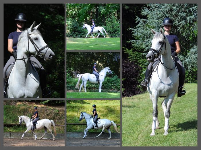 Elea und unsere Prmienstute TeaCup v. Exclusiv - Trakehner Gestt Hmelschenburg - Foto: Langels