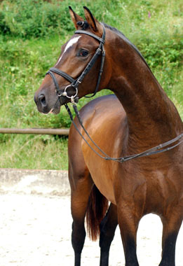 Deerberg, at the age of 2-years in Hmelschenburg: Trakehner colt by Freudenfest out of Didaktik by Manrico
