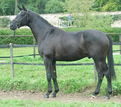 Donaugraf - Trakehner Stallion by Kostolany - Pernambuco