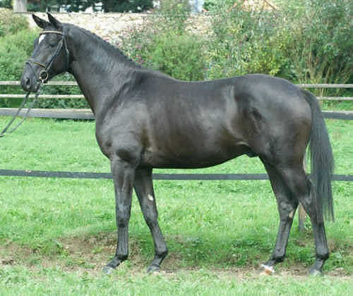 Donaugraf - Trakehner stallion by Kostolany - Pernambuco