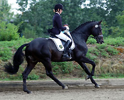 Trakehner Reitpferdechampion 2008: Elfado von Kostolany, Foto: Beate Langels