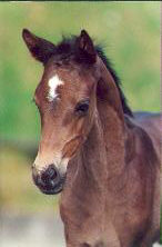 7 days old filly by Exclusiv - Kostolany