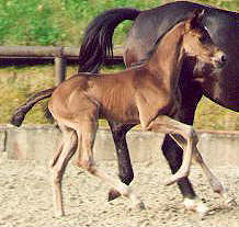 14 days old filly by Exclusiv