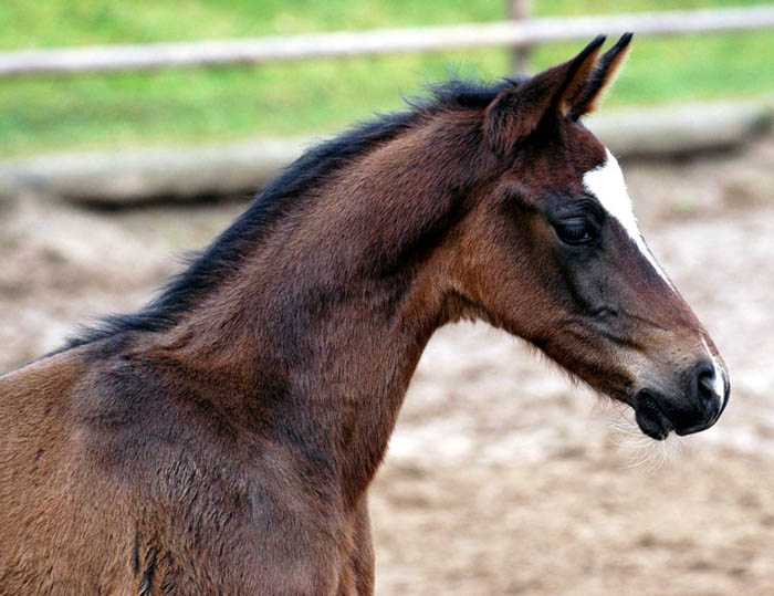 Oldenburger Colt by Freudenfest out of Beloved by Kostolany - Sandro