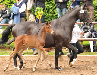 Filly by Oliver Twist x Exclusiv - Foto Beate Langels