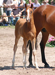 Colt by Freudenfest out of Rubina by Tycoon