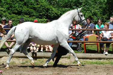 Carara by Kostolany - Trakehner Mare of the Year 1995