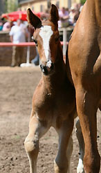Bay colt by Alter Fritz - Wandergesell
