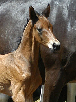 3 days old Colt by Freudenfest out of Elitemare Agatha Christy by Showmaster