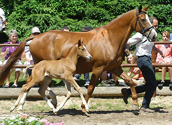 Filly by Freudenfest - Banditentraum