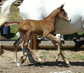 Filly by Shavalou out of Elitemare Thirza by Karon