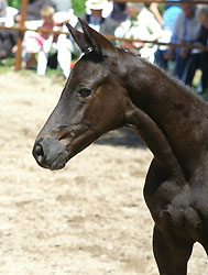 Colt by Showmaster out of Lärche xx