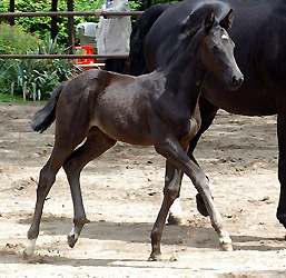 Filly by Exclusiv out of Herzsopran by Hohenstein