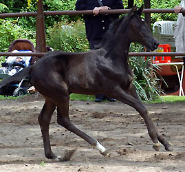 Filly by Exclusiv out of Herzsopran by Hohenstein