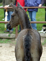 Colt by Shavalou out of Greta Garbo by Alter Fritz, Foto: Beate Langels