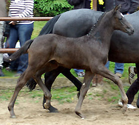 Champion of the Colt's: Trakehner colt by Showmaster - Münchhausen