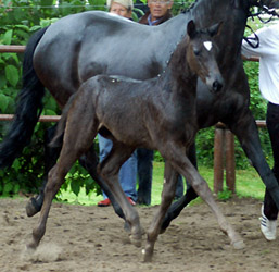 Champion of the Colt's: Trakehner colt by. Showmaster - Münchhausen